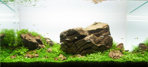 Histoire discrète I Floraquatic