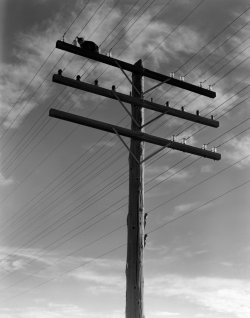 poboh:  Cat Sitting On A Power Line Telephone