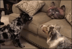 4gifs:  Scary Giant Cat Face pillow! [video]