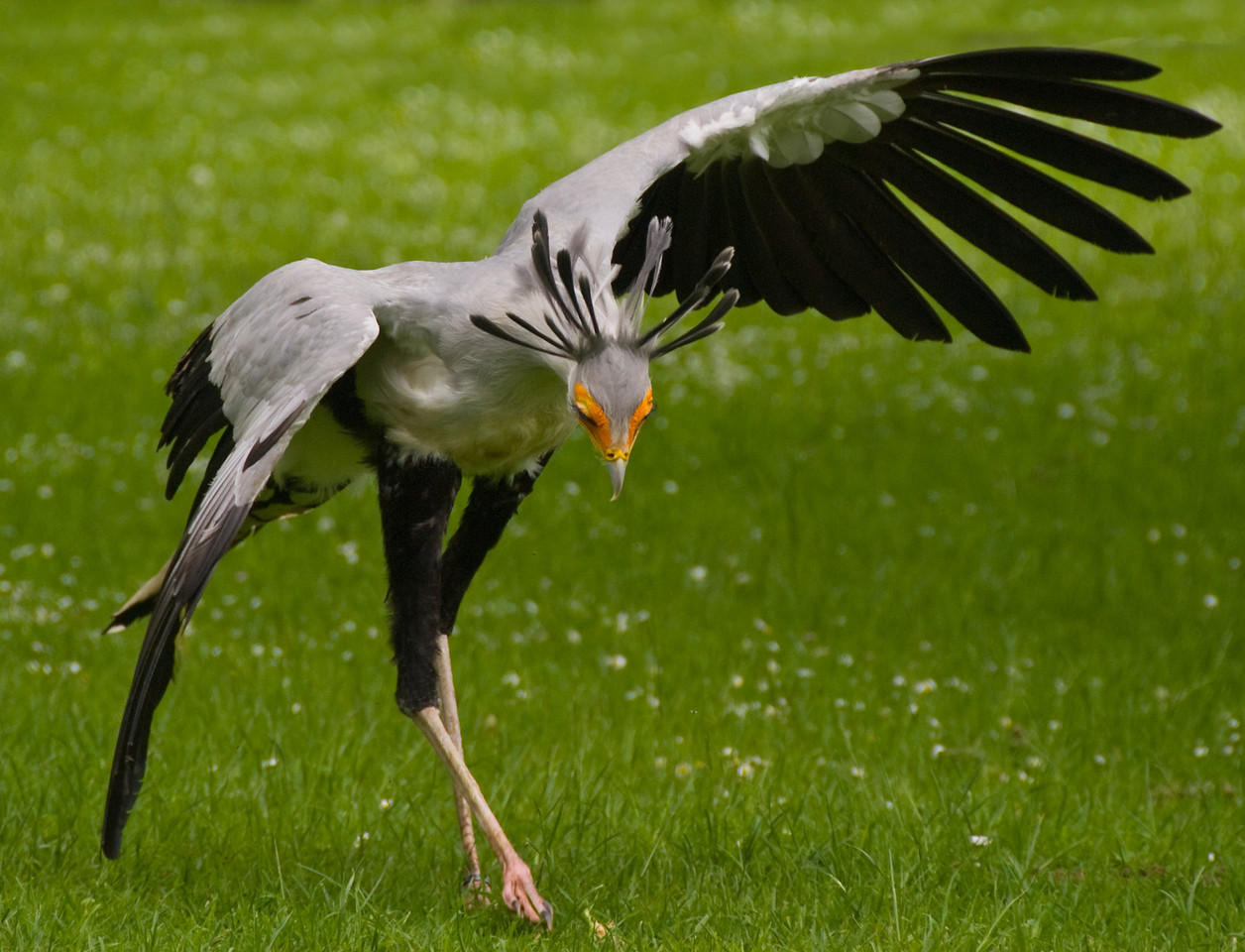 serr1s:  Oh my god… Is this real? This is the most beautiful bird I have ever seen..