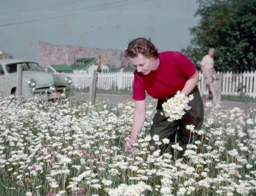 nemfrog:  A woman picks daisies at Percé on Québec’s Gaspé Peninsula. July 1950.