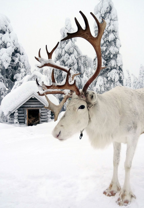 pankunchiii:landscape-photo-graphy:Fairy Tale like Photographs of Winter in Finland Under the Northe