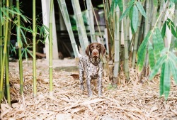 handsomedogs:    Bamboo Hitch / / Bryce Harper