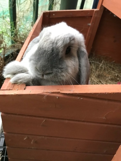 Good morning, Monty-bun.