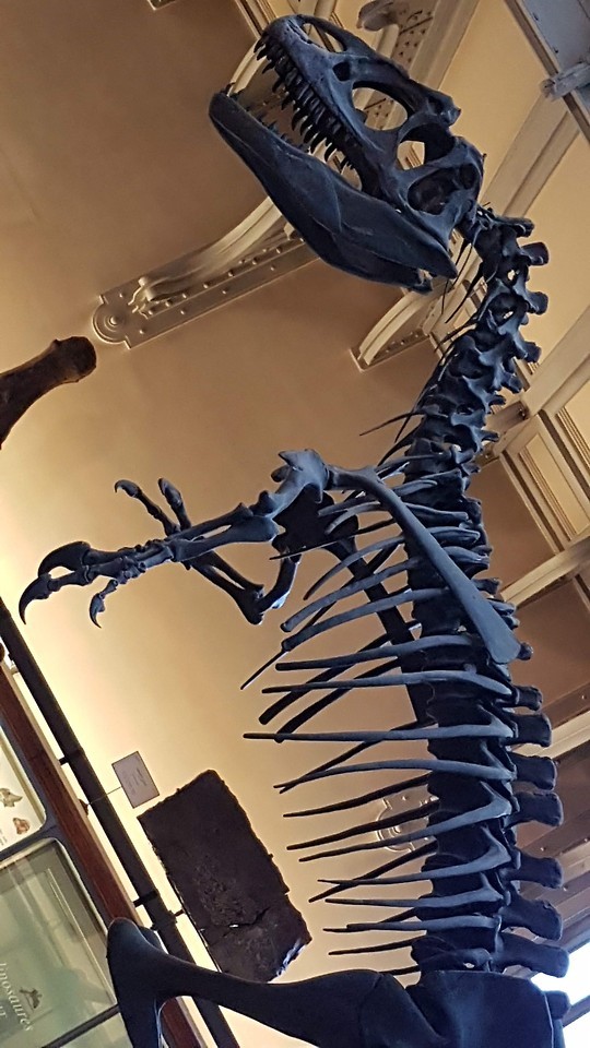 Allosaurus Skeleton - Displayed At The Musum National DHistoire Naturelle, Paris.This Is Actually A Cast