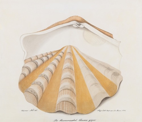 Aloys Zötl (1803 - 1887)The giant clam. Chama gigas “(The Giant Clam Chama gigas), 1872