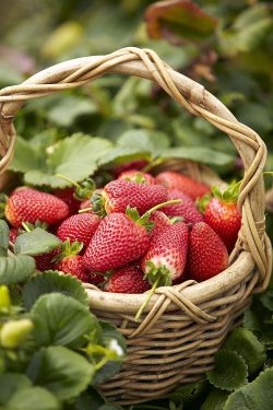 Des fraises.😋