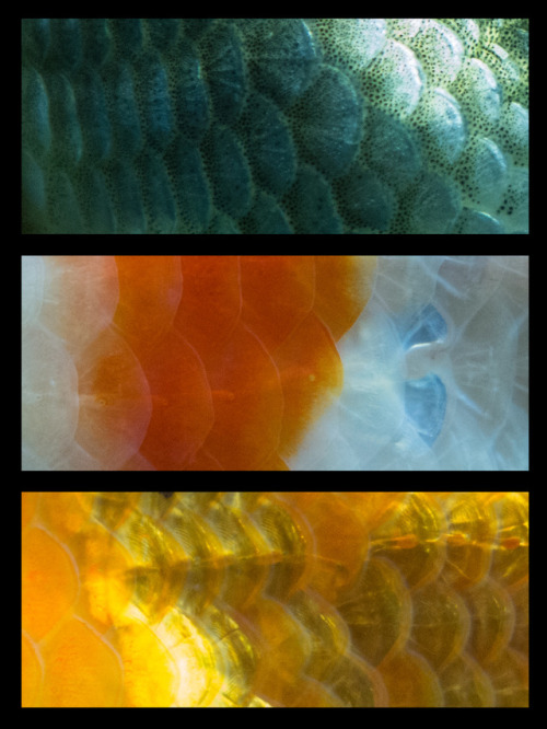 I took some fotos of the scales from my goldfish. so uniqe, every scale &lt;3