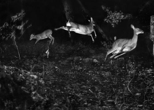 In the Heart of the Dark Night (1898) by George Shiras 