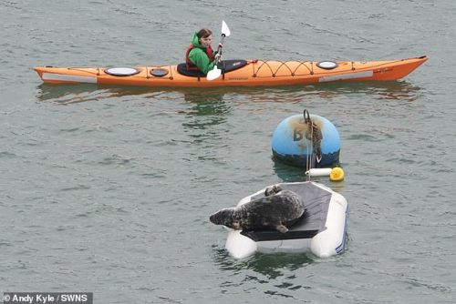 slushyseals: This senseless act of cruelty was captured in Dartmouth, Devon UK  The friendly mammal,