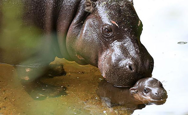 boredpanda:    Endangered Baby Pygmy Hippo Takes First Public Swim In Australia’s