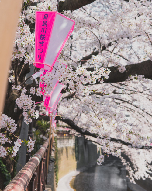 Yes and it’s Sakura season here in Japan! Pictures taken by www.instagram.com/mzybmiwa