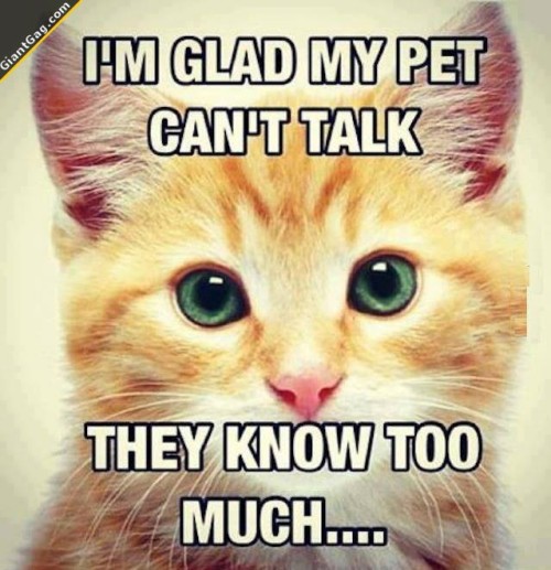 giantgag-official:  Funny pictures of the day (60 pics) They Know Too Much