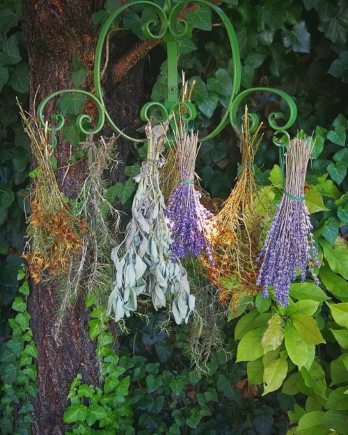 #herbalist #herbs # #harvestingherbs #gyógynövények #greenwitch #myphotos