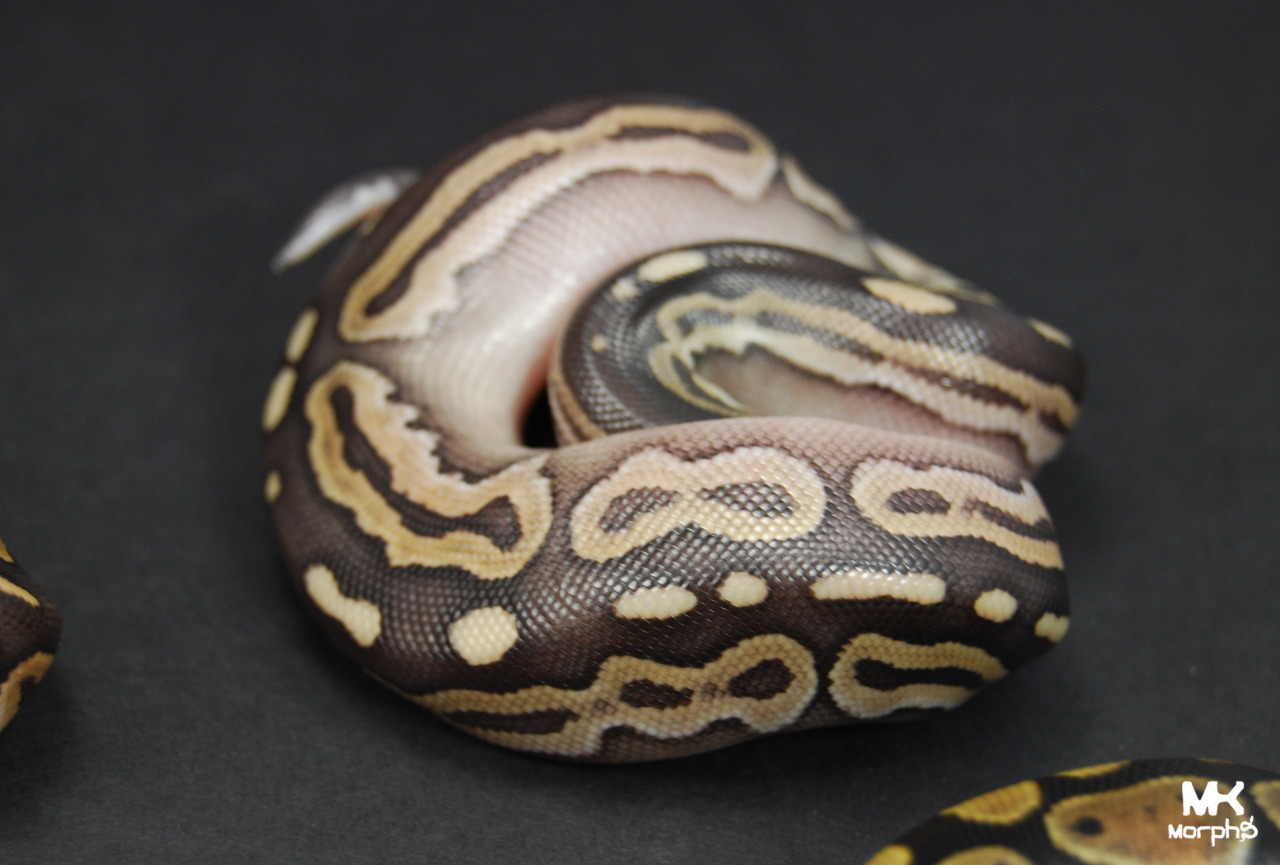 mkmorphs:  We already planned to keep a female mojave cinnamon but we are now giving