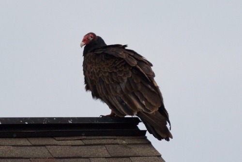 lotsandlotsofbirds:ROOF VULTUREROOF VULTUREROOF VULTURE