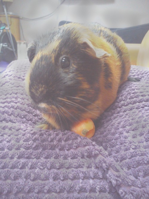 guinea pig