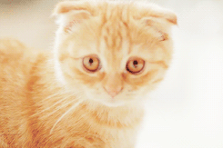the-absolute-funniest-posts:  My lovely followers, please follow this blog immediately!