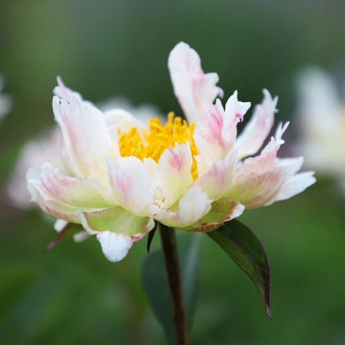 Mid May and the garden beds are filling in fast!   Gorgeous sparkles of color brought by t