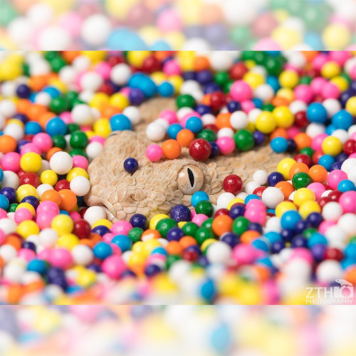 Sand Viper in Sprinkles Source: iammakingart on Instagram  //  Gifs by me (NerdyStims)Center image p
