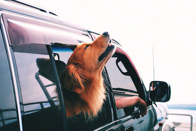 GO SURFING