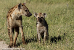 thepredatorblog:  Now, go lay under a tree somewhere and cuddle. (by michael heyns)