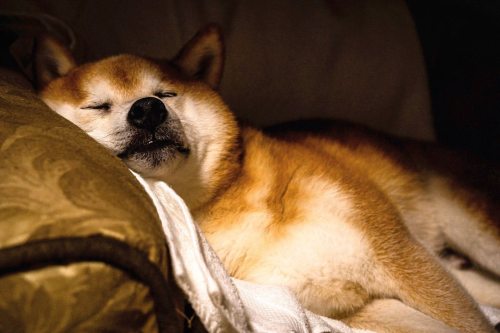 雨の日もいもい Kamoi on #rainyday  . . #instadogs #dogsofinsta #doglovers #doggy #dog_features #weeklyfluff