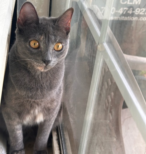 Cleopatra In The Window Enjoying The Warmth Of The Sun Purr Usual. (See What I Did There?)