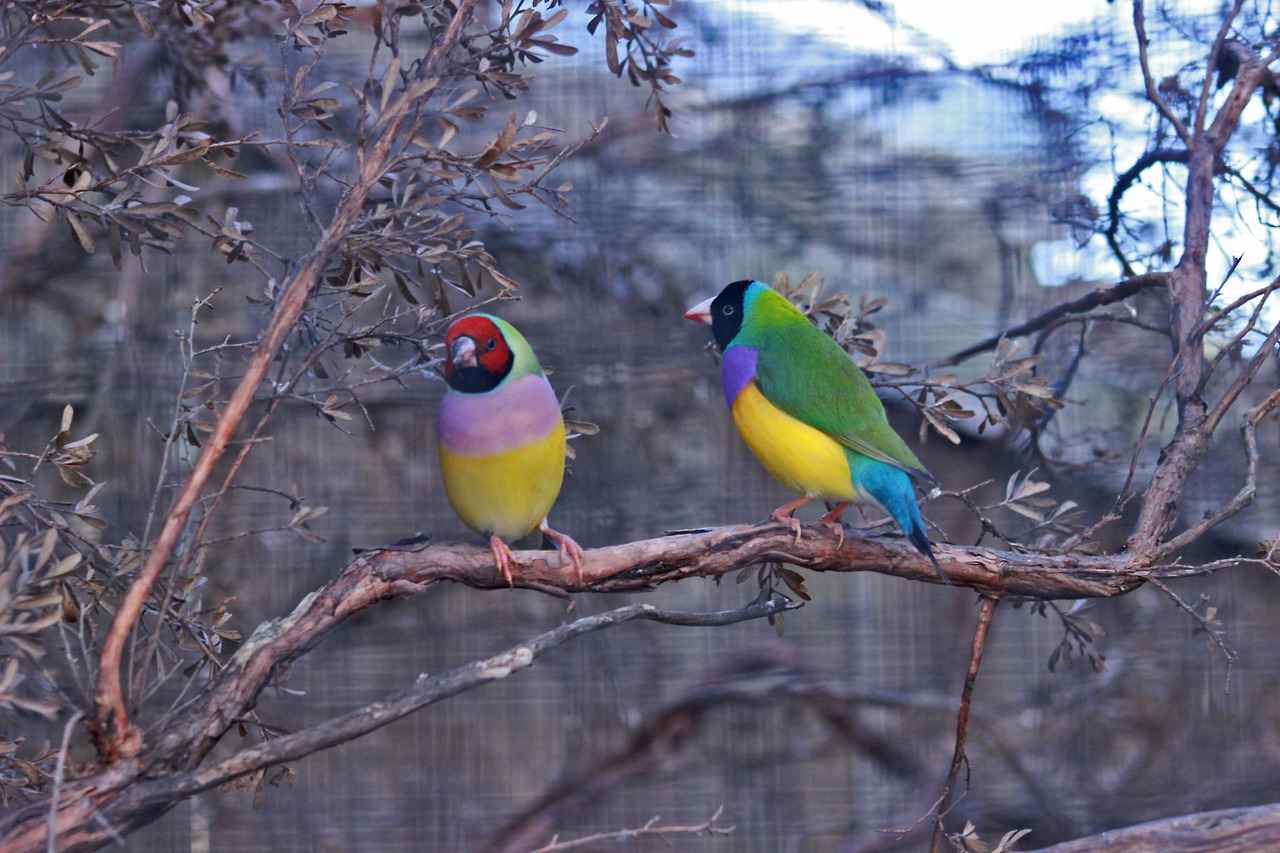 Birdography — Gouldian Finches are sexually dimorphic ...