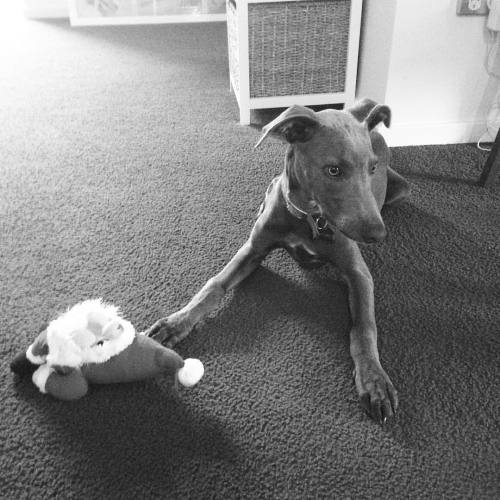 Devo #whipit #whipitgood #whippet #friends #puppy #portmacquarie #home #whippetgood #doggo #cute