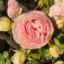 accidentallyrose