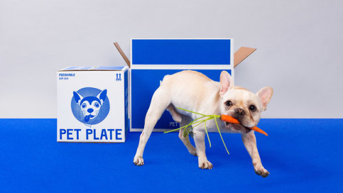 escapekit: Pet Plate NYC-based design firm &amp;Walsh (Jessica Walsh’s new shop) has 