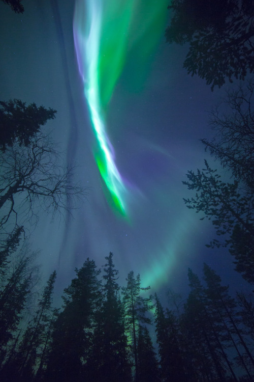 tiinatormanenphotography: Treetop magic.  Lapland, Finland.  by Tiina Törmänen |