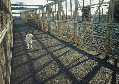 お気に入りの跨線橋ひょっとしたら取り壊されてしまうかもしれないこの跨線橋で撮った何枚ものお気に入りの写真の風景もここから見る夕景もなくなってしまうのかな。。JRお金ないんだって(´；ω；`)ｳｩｩ