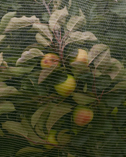 dreamglue:Apple Tree, 2016