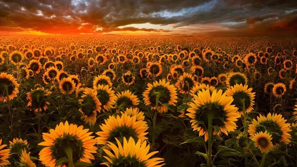 trasemc:  Sunflowers
