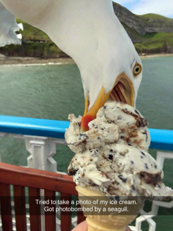 sugarkisslove:  publius-assholeius:  tastefullyoffensive:  “Mine.” (photo by se7enone)  Seagulls are assholes.   They really are. Hate seagulls.