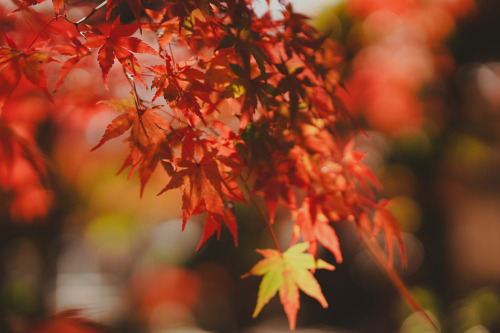 『晩秋の宝泉寺温泉』sony a6400 + SIGMA 56mm F1.4 DC DN | Contemporary2021.12location : 静岡県 Shiuoka, japan