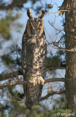 daily owls