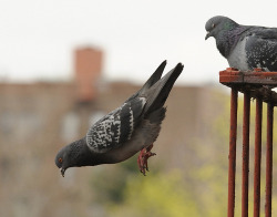 moniquill:  stfunithingas:  ianthe:  purpleweeble:  HE LOOKS LIKE HE JUST FELL OFF LIKE HES NOT EVEN TRYING TO FLY JUST OOPS I FELL  me    Excuse me. Let me draw your attention to something.  That pigeon did not fall. IT WAS PUSHED. 