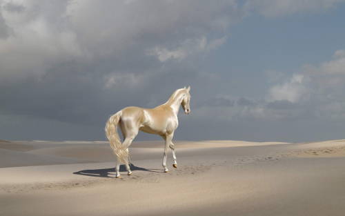 moodboardmix: Akhal - Teke.