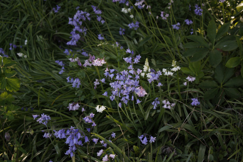 90377: Bluebells and other flowers at the botanical garden, May 2016