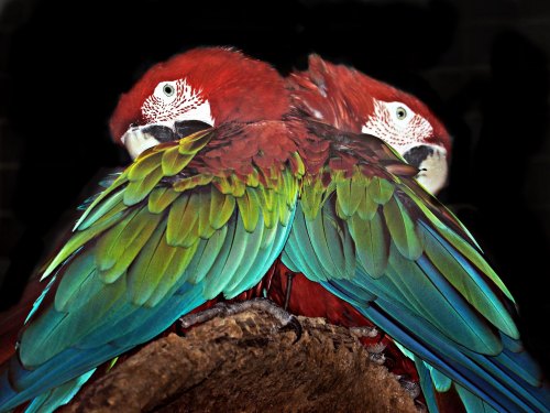 Red-and-green macaw (Ara chloropterus)