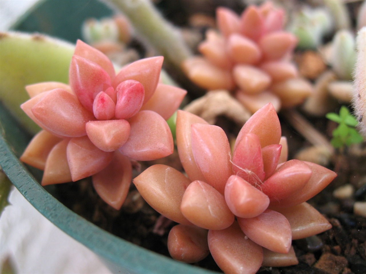 s-un-rise:  cactiheart:  peachy colored succulent // joeysplanting   it looks so