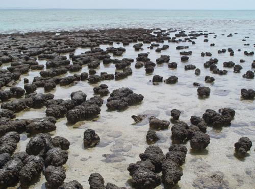 Modernstromatolites growing in Shark Bay (Western Australia).Stromatolitesare sedimentary rocks form