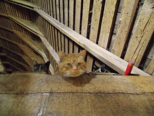 I Climbed Into The Loft To Get The View From The Windows Up There. This Greeted Me Before I Could Get