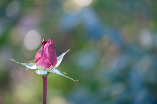 Winter rose #flowers#flower#orignal photographer#winter