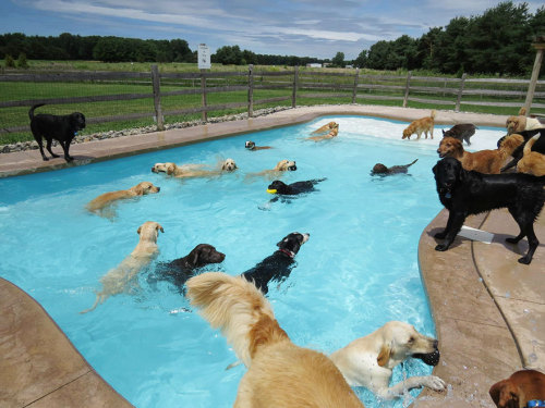 cubebreaker: Thanks to the recent addition of their own 21x41ft pool, dogs at Lucky Puppy in Maybee,