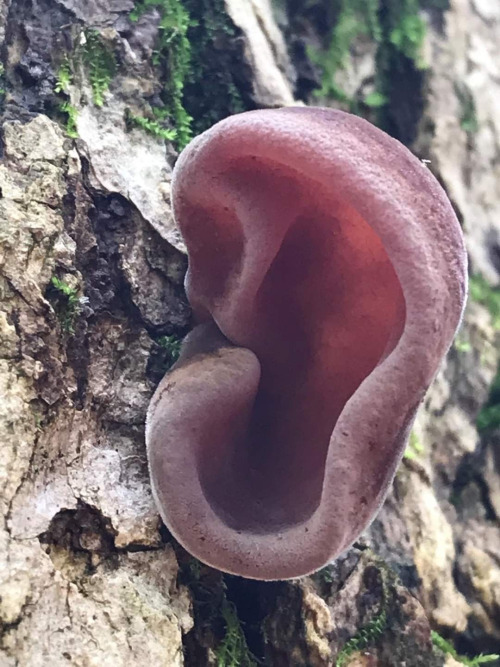 Favorite Fungi / Mushrooms: