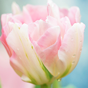 kiiseu:  Pastel pink flowers | 1 2 3 4 5 6 7 8 9 